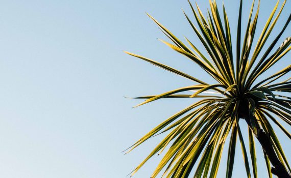 palmera